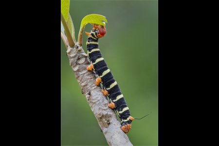 Frangipani Caterpillar