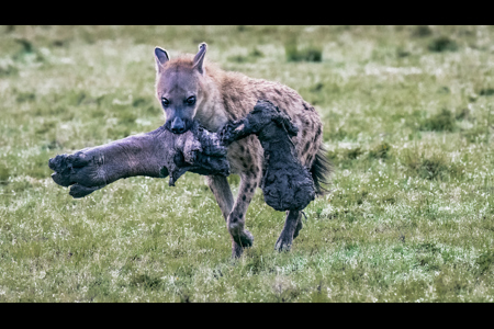 Hyena With Hippo Leg