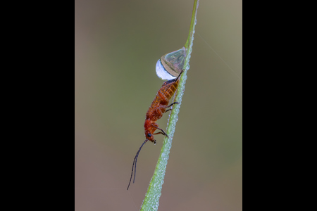 Dew Covered Common Red Soldier Bug With Landscape Reflection