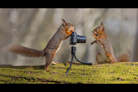 The Wildlife Photographer