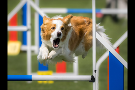 Agility Jump II