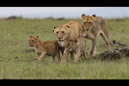 Lion Family On The Move