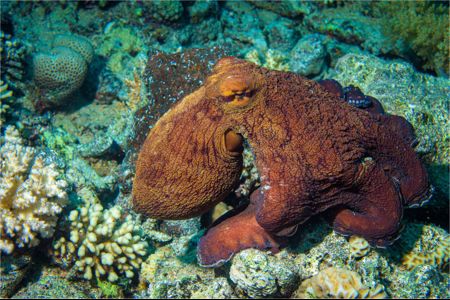 Octopus In The Red Sea