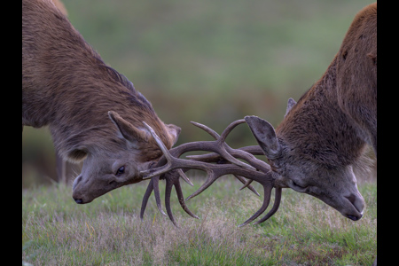 Red Deer Stags Fighting