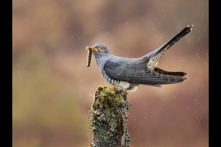 Cuckoo And Caterpillar