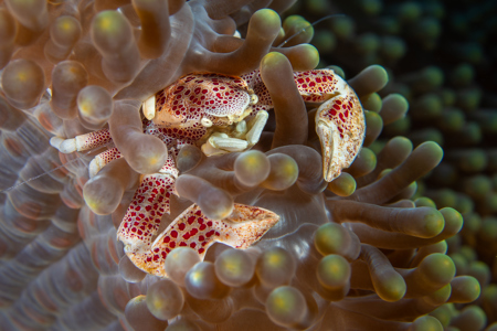 Porcelain Crab In Anemone