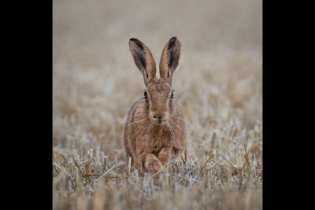 Harvest Hare