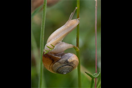 Snail Entwined On Leaflet