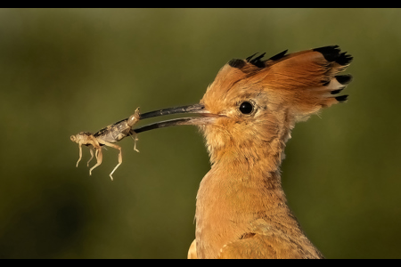 Hoopoe With Prey