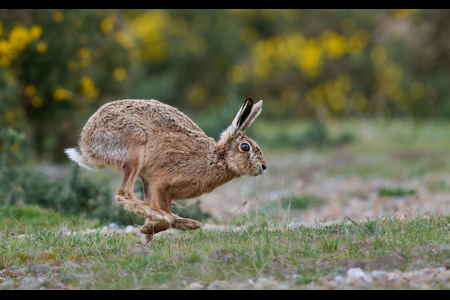 Brown Hare Running