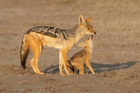 Black-Backed Jackal With Her Pup