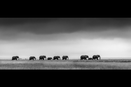 AMBOSELI ELEPHANTS