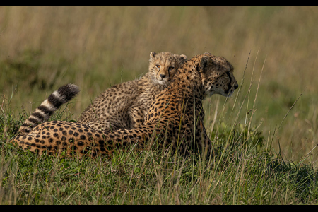 Protection On The Mara