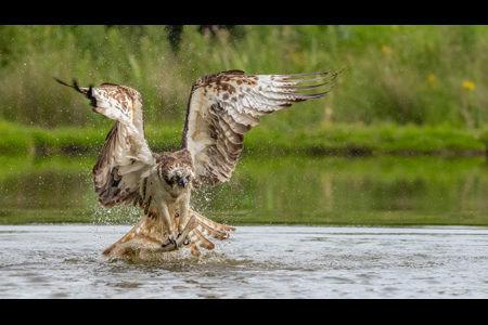 Osprey Catching A Trout