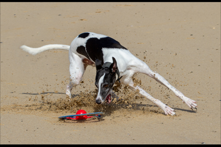 Murphy's Frisbee