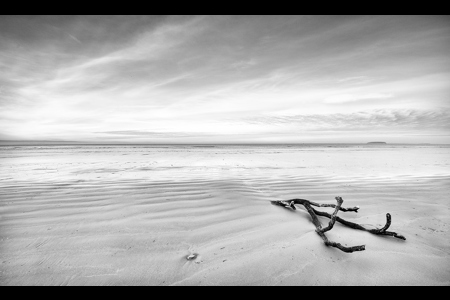 Beach Driftwood