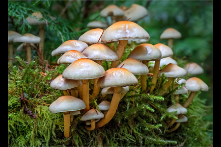 Sulphur Tufts In Pine Forest