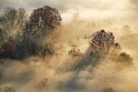 Morning Mist 1