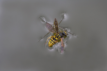 Common Pondskater Feeding On Drowned Wasp