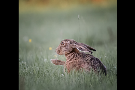 Brown Hare Washing