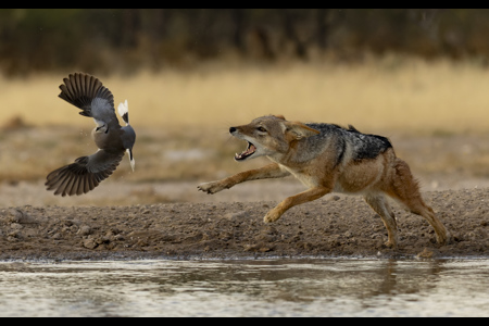 Jackal Chasing Doves