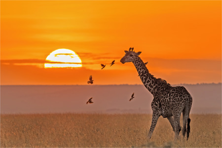 Giraffe At Sunset With Oxpeckers