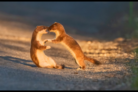 Stoats Play Fighting