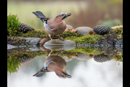 Jay Reflection