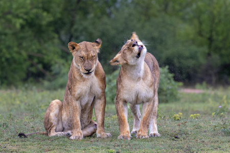 Lions In The Rain