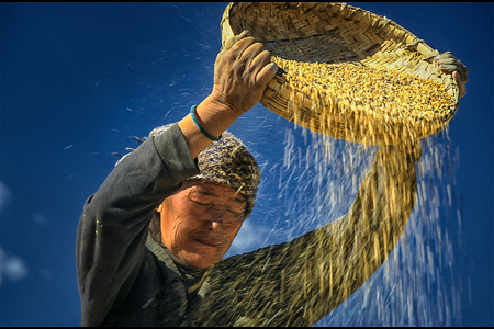 Harvest Time-1