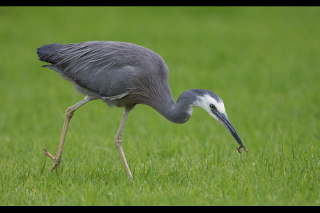 Heron Feeding On Worm