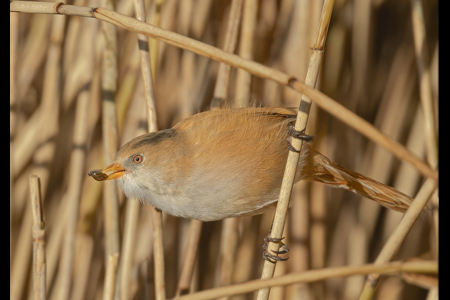 Immature Bearded Tit  With Snail