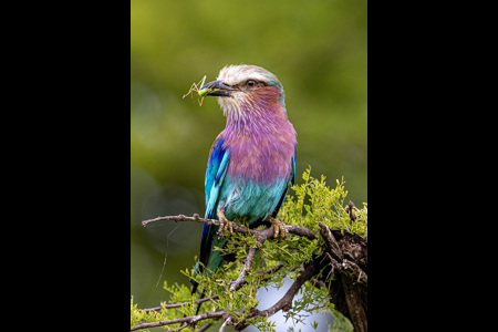 Lilac-Breasted Roller