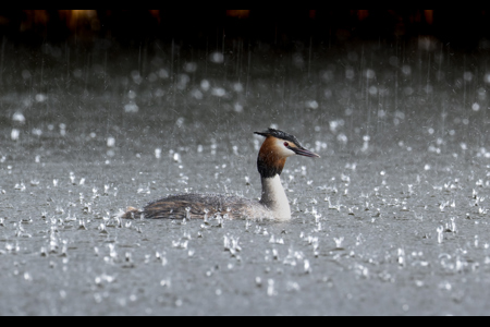 Great Crested Grebe In Torrential Rain