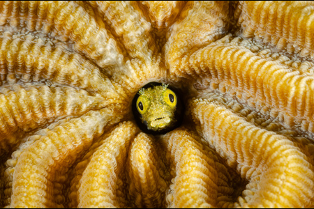 Secretary Blenny, Bonaire