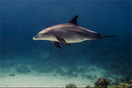 Inquisitive Dolphin