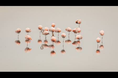 Chilean Flamingoes