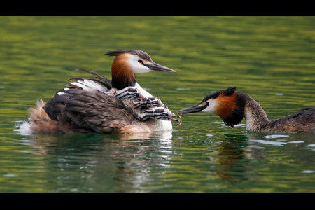 Great Crested Grebes 08