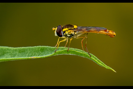 Narrow-Bodied Hoverfly