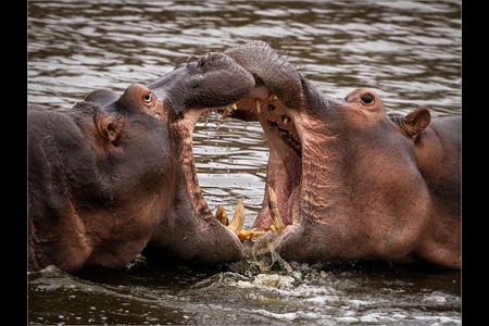 Hippo Crunch