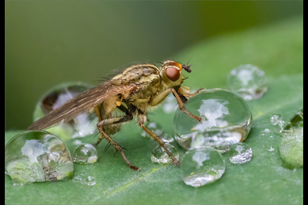 Yellow Dung Fly Drinking Raindrops