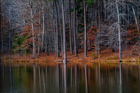 Refections Of A Forest