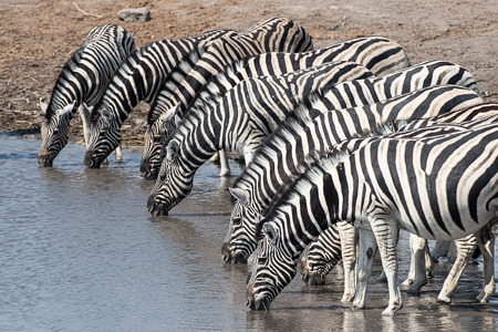 Zebra At Waterhole