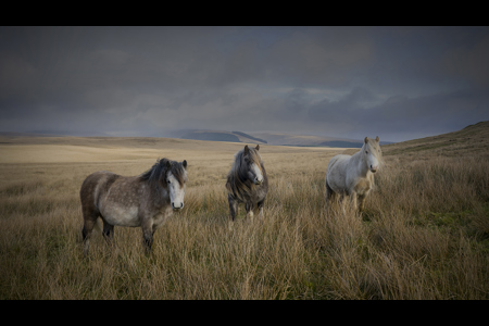 Brecon Mountain Ponies