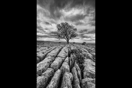 The Lonely Tree