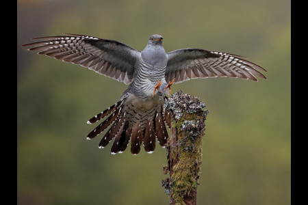 Cuckoo About To Land