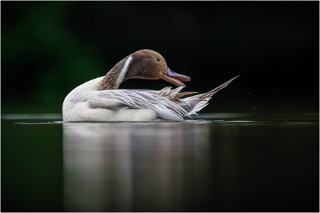 Pintail