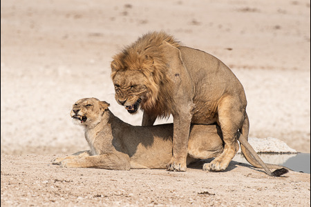 Mating Lions