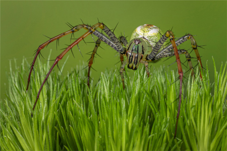 Orb Spider