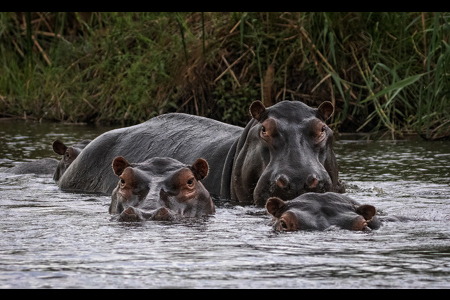 Hippo Family